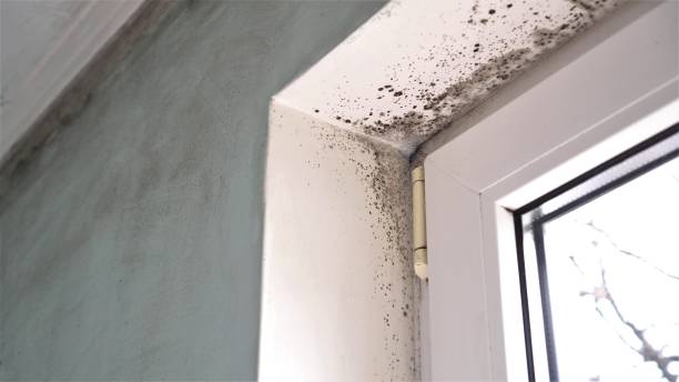 Best Post-Flood Mold Remediation in Hamlet, NC