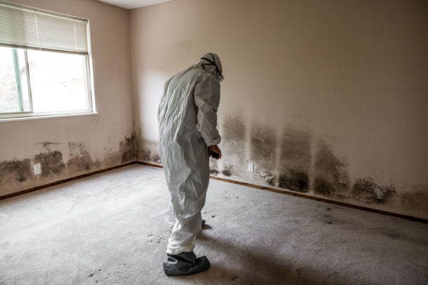 Best Crawl Space Mold Remediation in Hamlet, NC