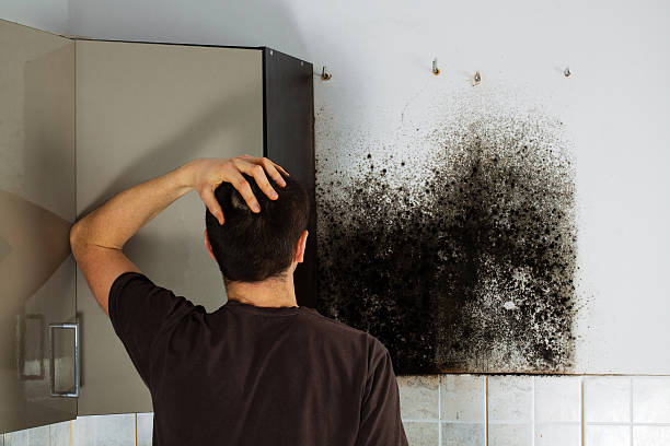 Best Industrial Mold Remediation in Hamlet, NC